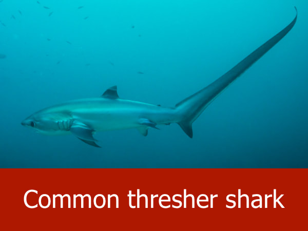 Common thresher shark