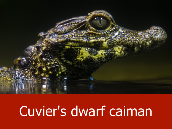 Cuvier's dwarf caiman