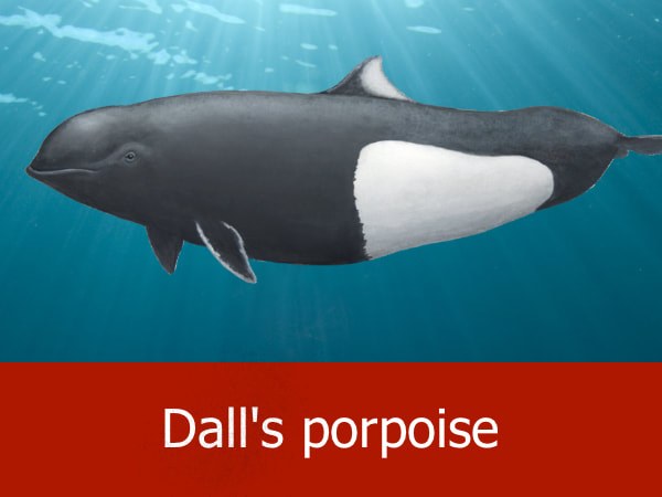 Dall's porpoise