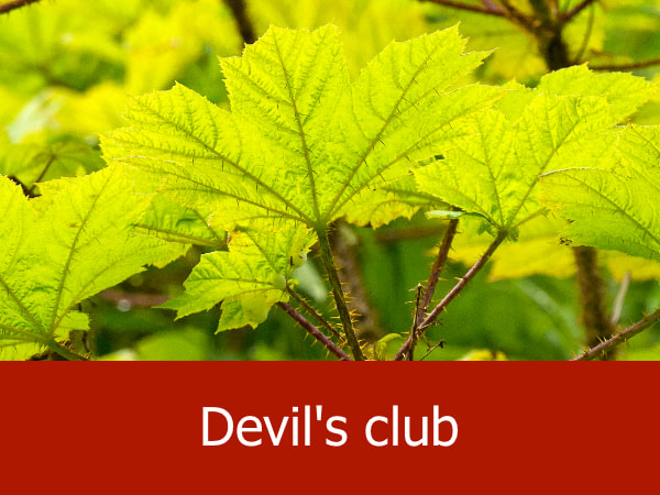 Devil's club