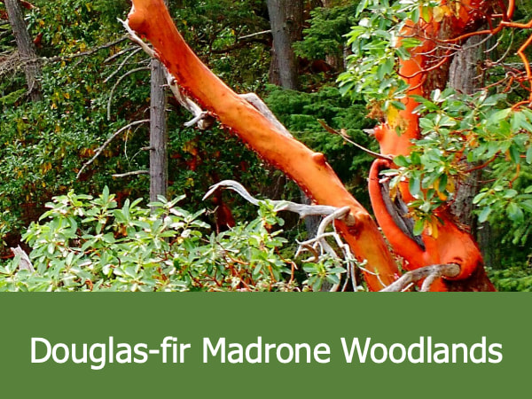 Douglas-fir Madrone Woodlands