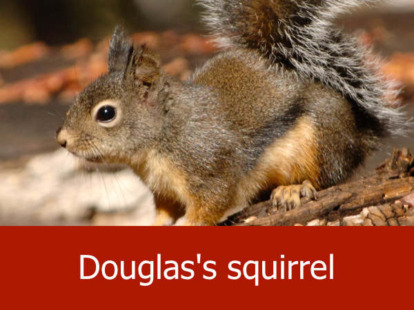 Douglas's squirrel