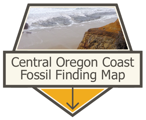 Finding Fossils on the Central Oregon Coast