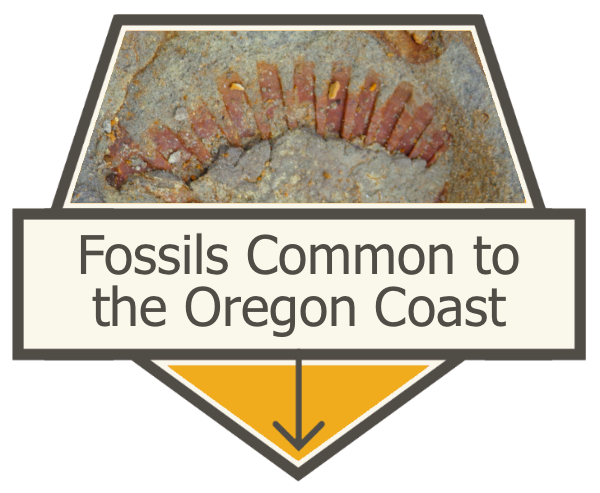 OSU fossil guide