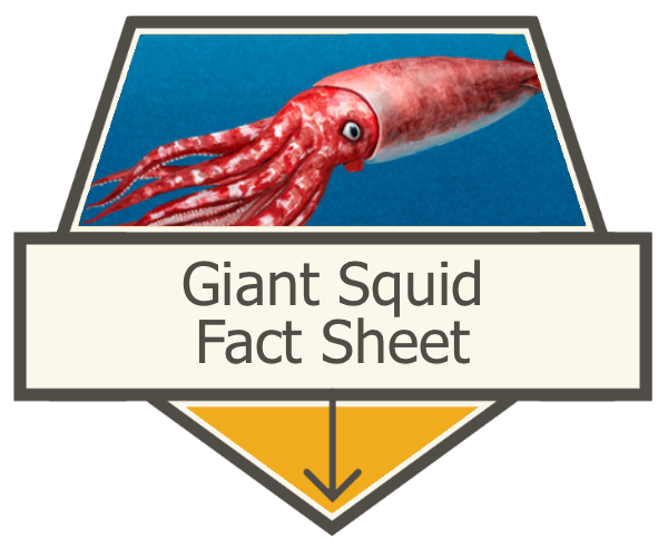 Giant Squid Fact Sheet