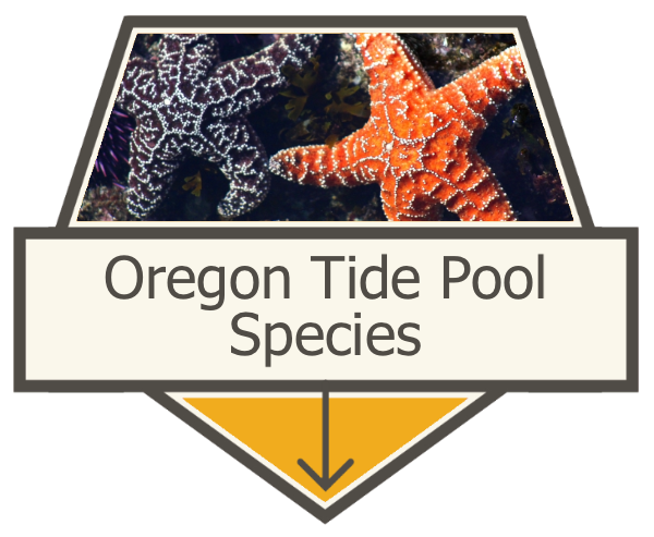 Oregon Tide Pool Species