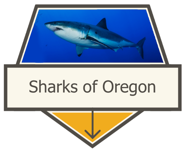 Sharks of Oregon