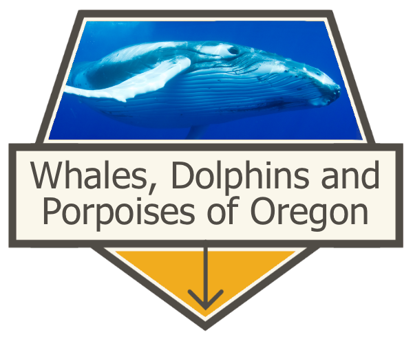 Whales, Dolphins and Porpoises of Oregon