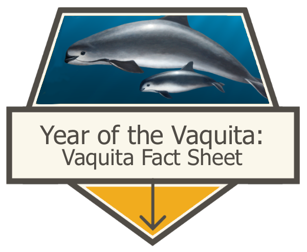 Vaquita Fact Sheet