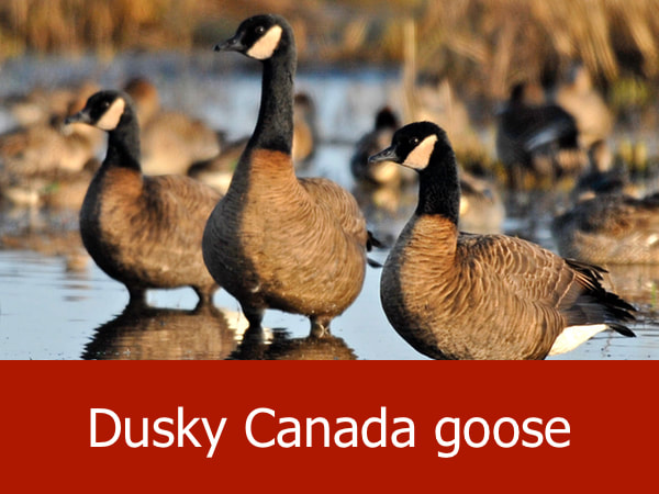 Dusky Canada goose