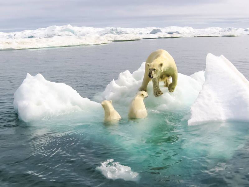Polar bears at play on arctic ice.