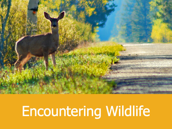 Encountering Wildlife