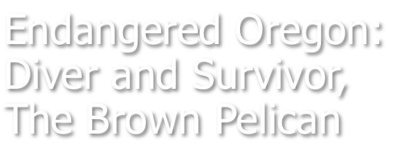 Endangered Oregon: Diver and Survivor the Brown Pelican