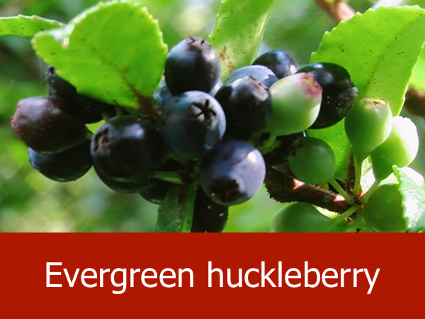 Evergreen huckleberry