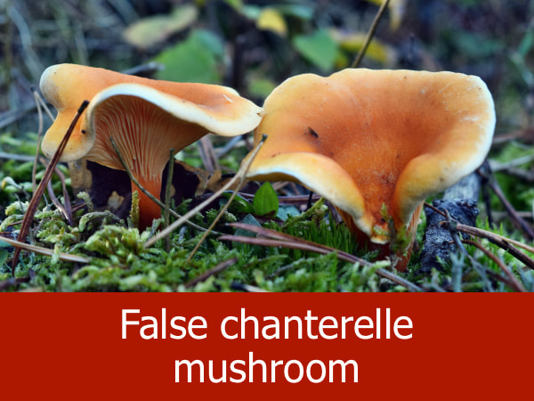 False chanterelle mushroom