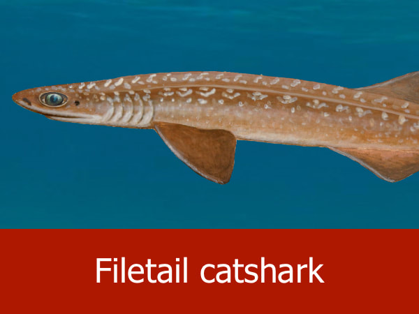 Filetail cat shark