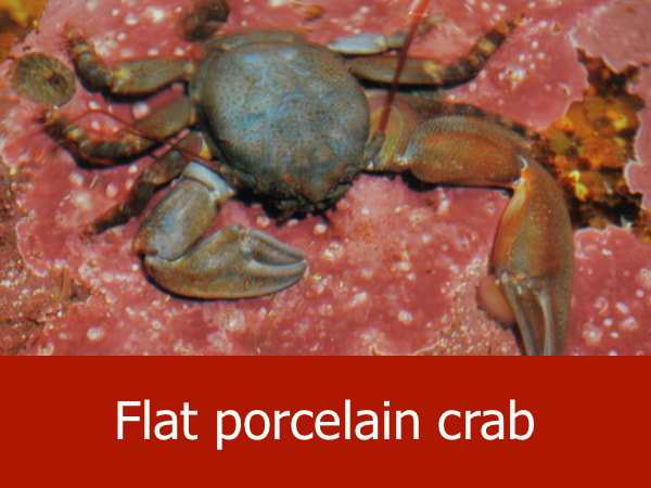 Flat porcelain crab