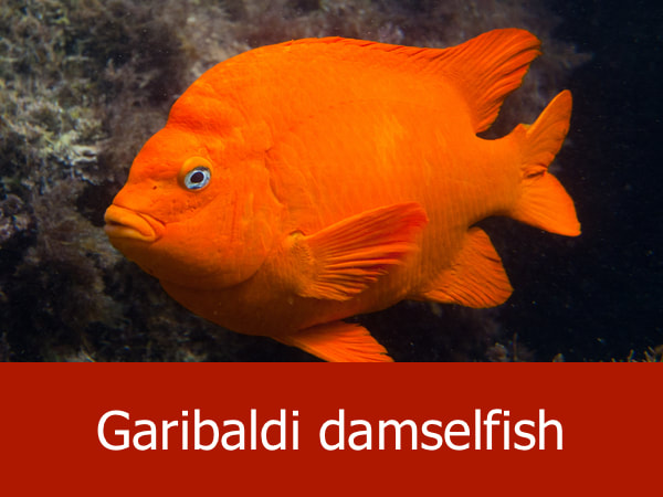 Garibaldi damselfish