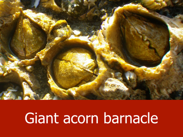 Giant acorn barnacle