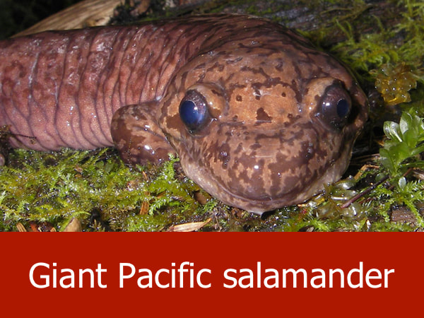 Giant Pacific salamander