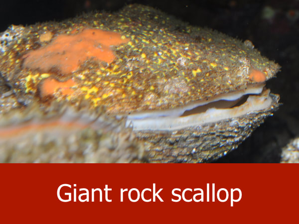 Giant rock scallop