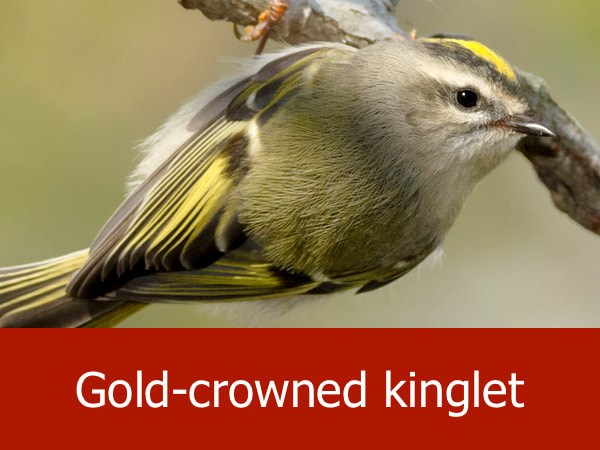Gold-crowned kinglet