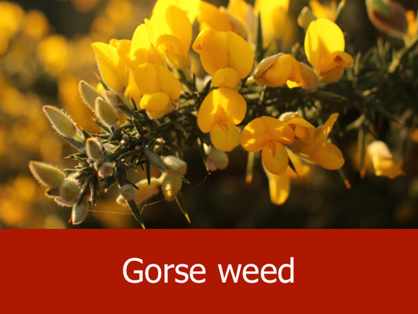 Gorse weed