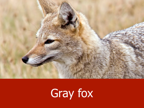 Gray fox