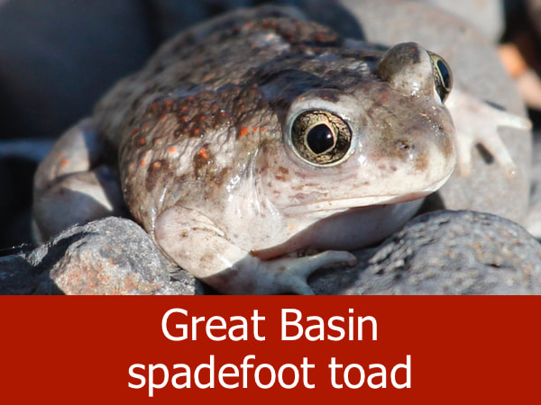 Great Basin spadefoot toad