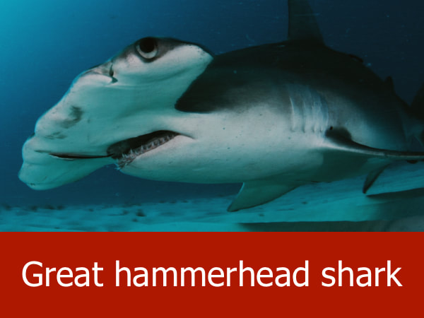 Great hammerhead shark