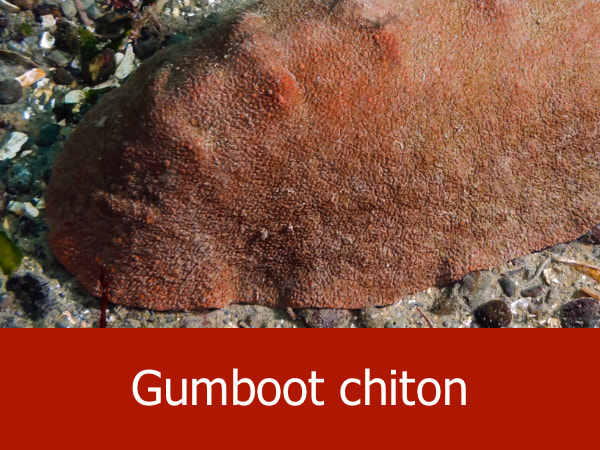 Gumboot chiton