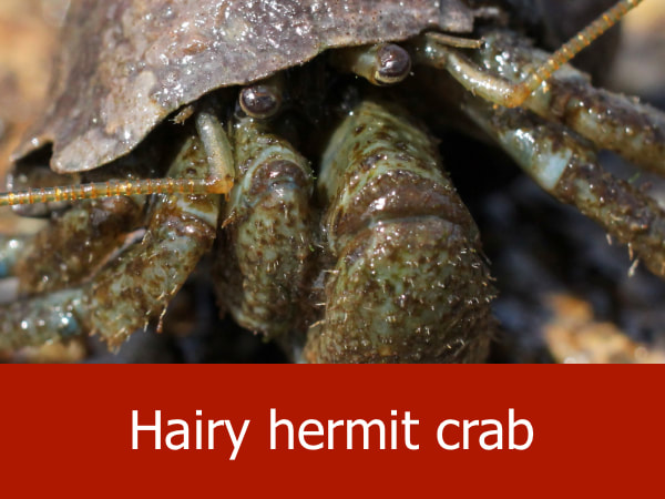 Hairy hermit crab