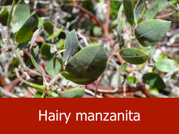 Hairy manzanita