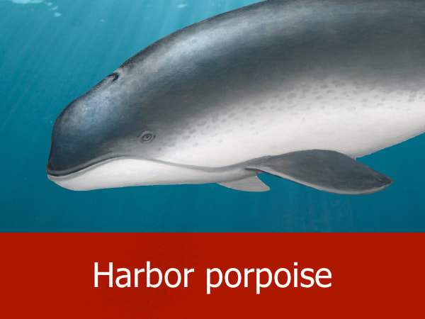 Harbor porpoise