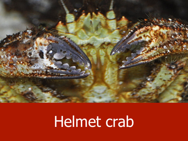 Helmet crab