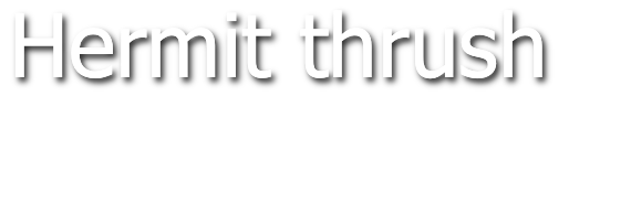 Hermit thrush