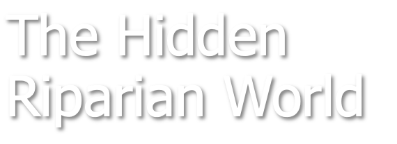 The Hidden Riparian World