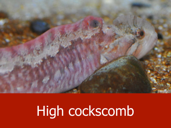 High cockscomb