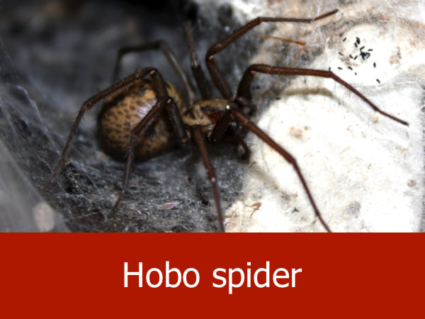 Hobo spider
