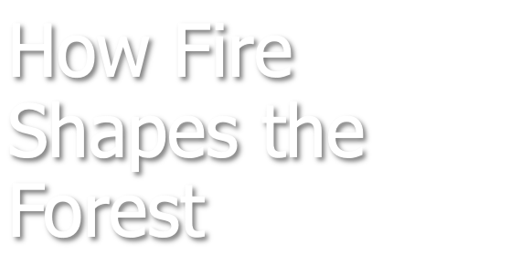 How Fire Shapes the Forest