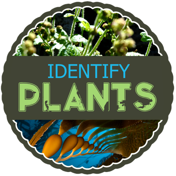 Identify Plants