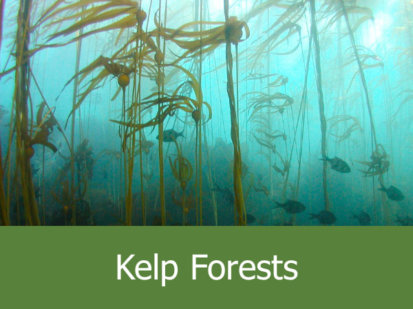 Kelp Forests 
