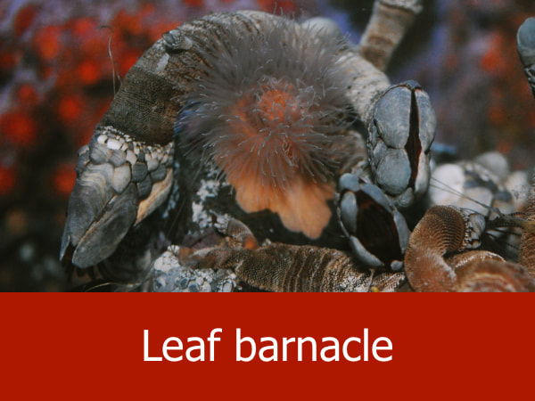 Leaf barnacle