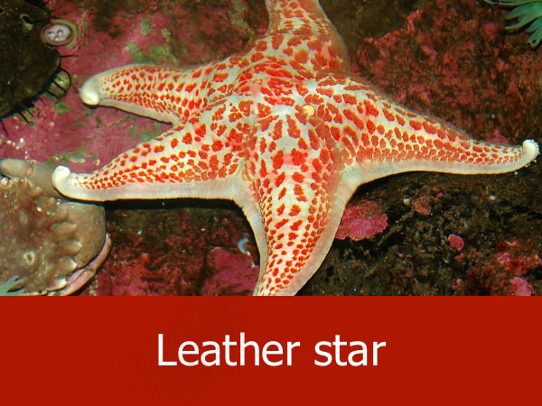 Leather star