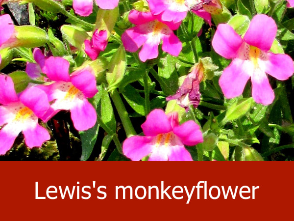 Lewis's monkey flower