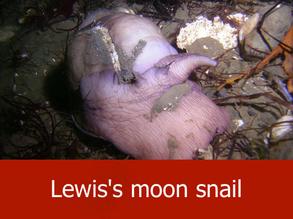 Lewis's Moon Snail