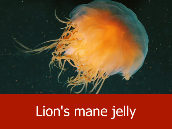Lion's Mane Jelly