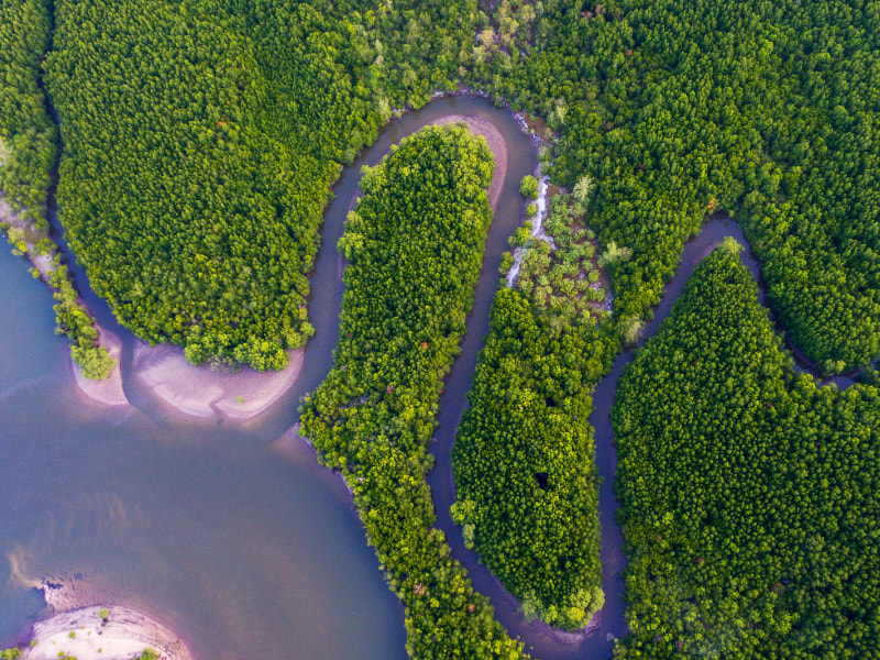 Mangrove swamp from the air