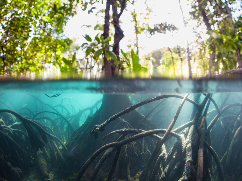 Mangrove swamp roots