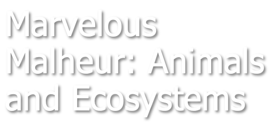 Marvelous Malheur Animals and Ecosystems